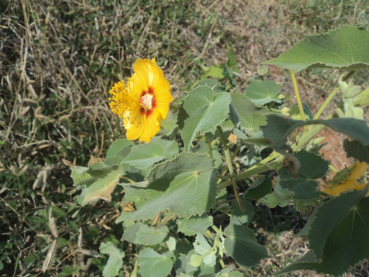 Abutilon hirtum (Lam.) Sweet